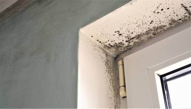 Best Biohazard Mold Removal  in Oakdale, MN