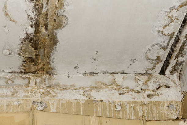 Best Real Estate Mold Inspection  in Oakdale, MN