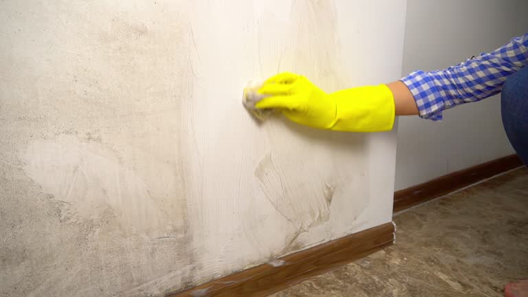 Best Environmental Consulting for Mold Prevention  in Oakdale, MN