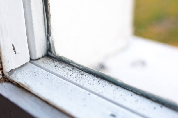  Oakdale, MN Mold Removal Pros