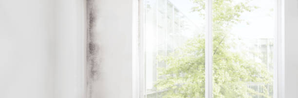 Best Industrial Mold Remediation  in Oakdale, MN
