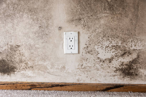 Best Mold Remediation for Healthcare Facilities  in Oakdale, MN
