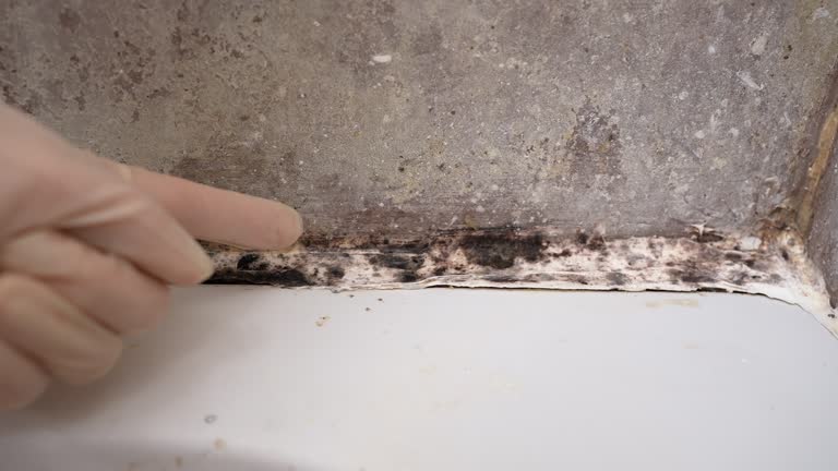 Best Emergency Mold Remediation  in Oakdale, MN